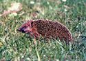 Erinaceus europaeus